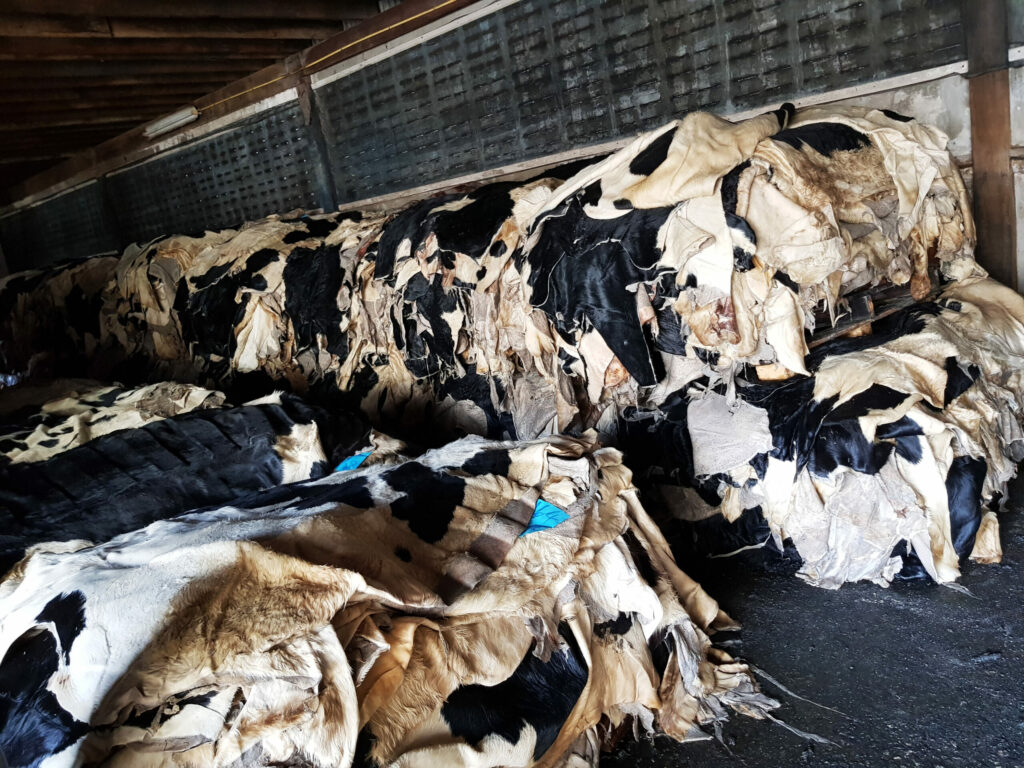 Cow hides a by product from the meat industry